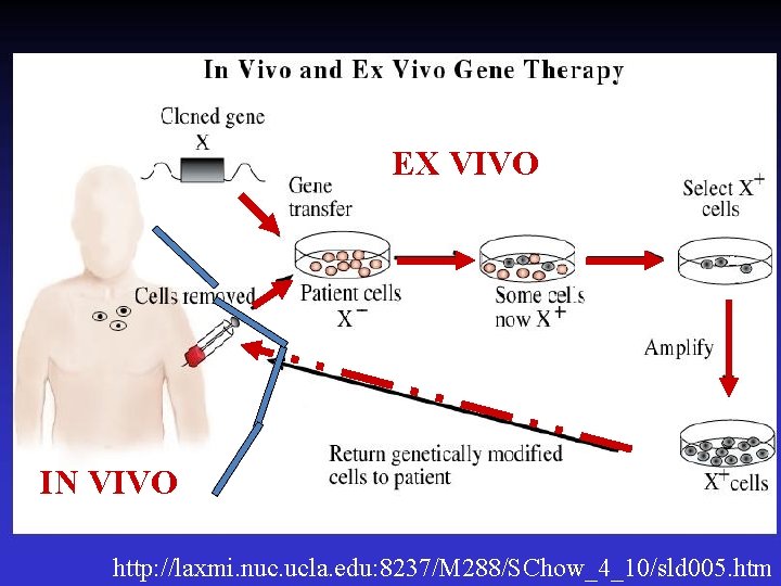 in vivo and ex vivo schemes EX VIVO IN VIVO http: //laxmi. nuc. ucla.