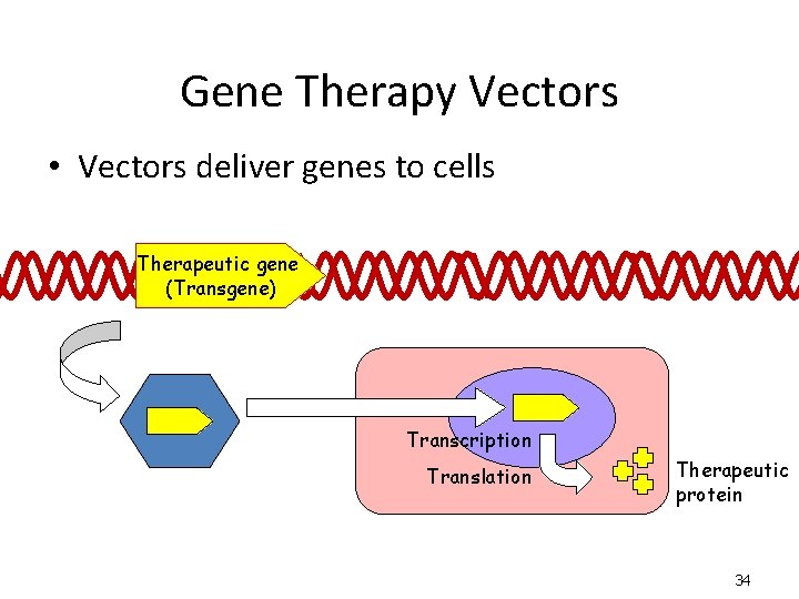 Gene Therapy Vectors • Vectors deliver genes to cells Therapeutic gene (Transgene) Transcription Vector