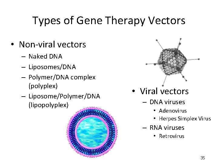Types of Gene Therapy Vectors • Non-viral vectors – Naked DNA – Liposomes/DNA –