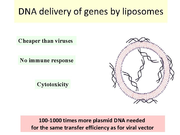 DNA delivery of genes by liposomes Cheaper than viruses No immune response Cytotoxicity 100 DNA delivery of genes by liposomes Cheaper than viruses No immune response Cytotoxicity 100