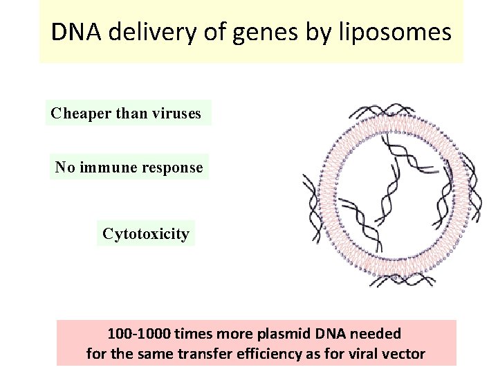 DNA delivery of genes by liposomes Cheaper than viruses No immune response Cytotoxicity 100