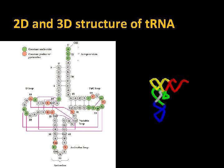 2 D and 3 D structure of t. RNA 