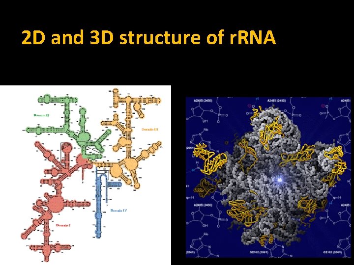 2 D and 3 D structure of r. RNA 