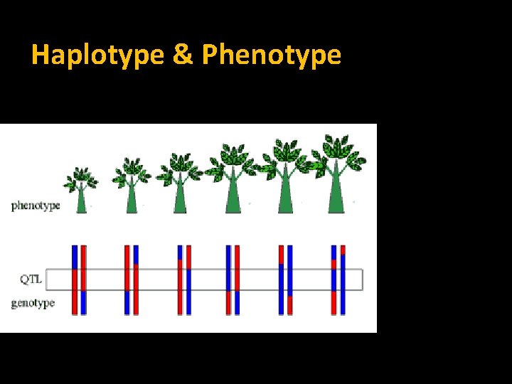 Haplotype & Phenotype 
