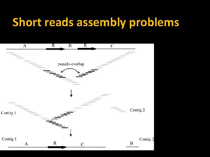 Short reads assembly problems 