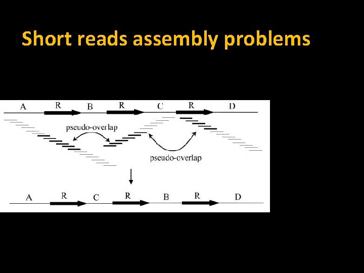 Short reads assembly problems 