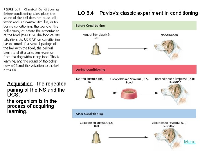 LO 5. 4 Pavlov’s classic experiment in conditioning Acquisition - the repeated pairing of