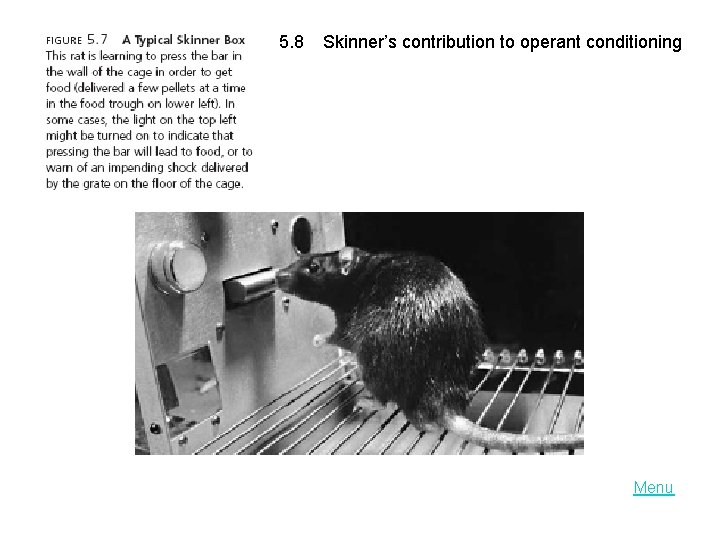 LO 5. 8 Skinner’s contribution to operant conditioning Menu 