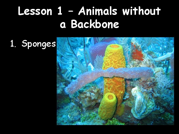 Lesson 1 – Animals without a Backbone 1. Sponges 