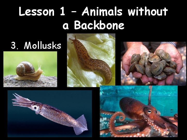 Lesson 1 – Animals without a Backbone 3. Mollusks 