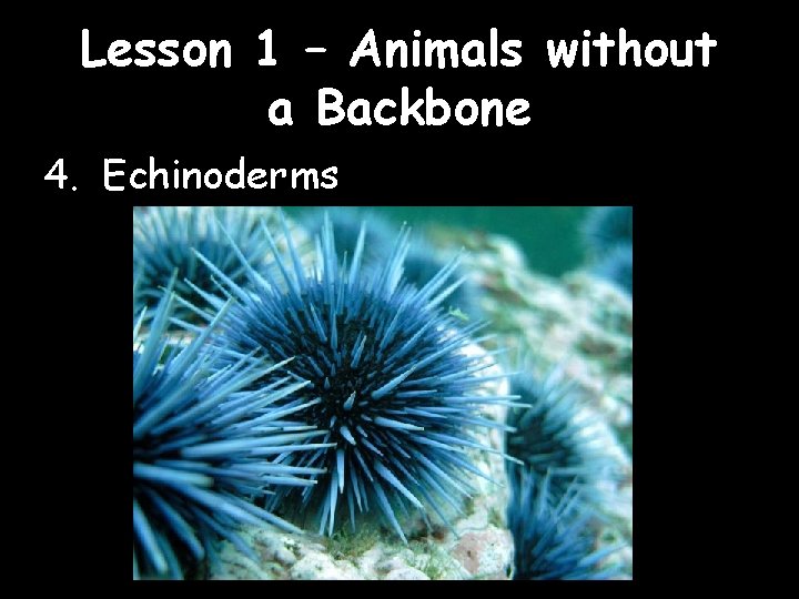 Lesson 1 – Animals without a Backbone 4. Echinoderms 