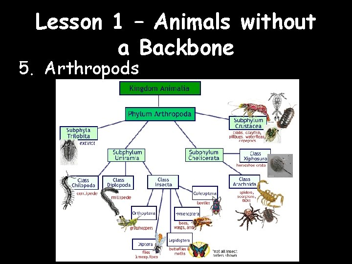 Lesson 1 – Animals without a Backbone 5. Arthropods 