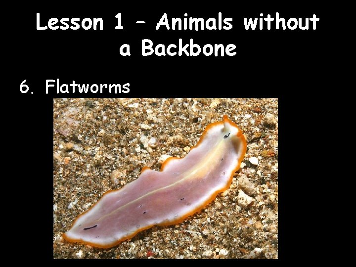 Lesson 1 – Animals without a Backbone 6. Flatworms 
