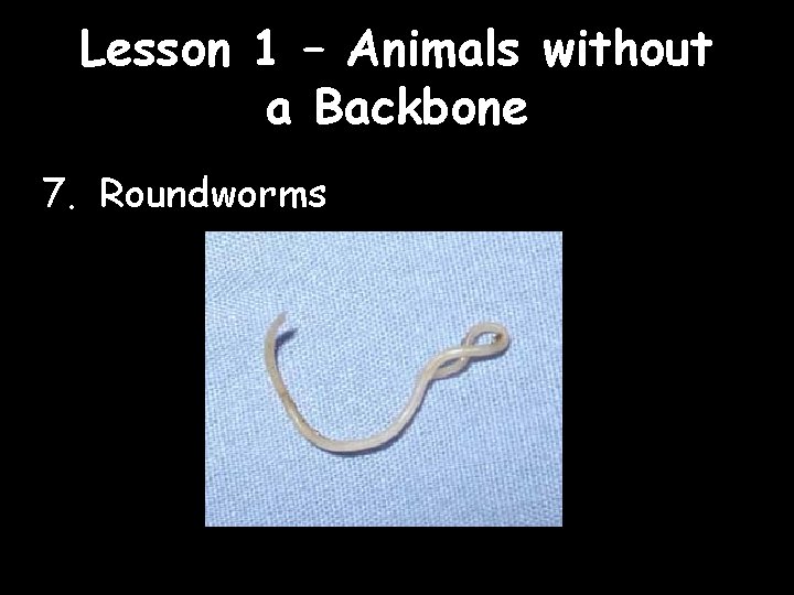 Lesson 1 – Animals without a Backbone 7. Roundworms 