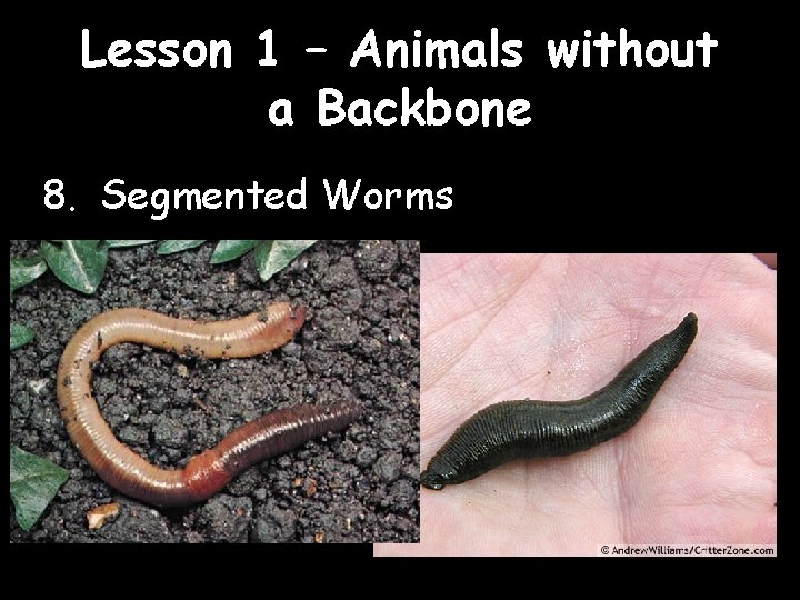 Lesson 1 – Animals without a Backbone 8. Segmented Worms 