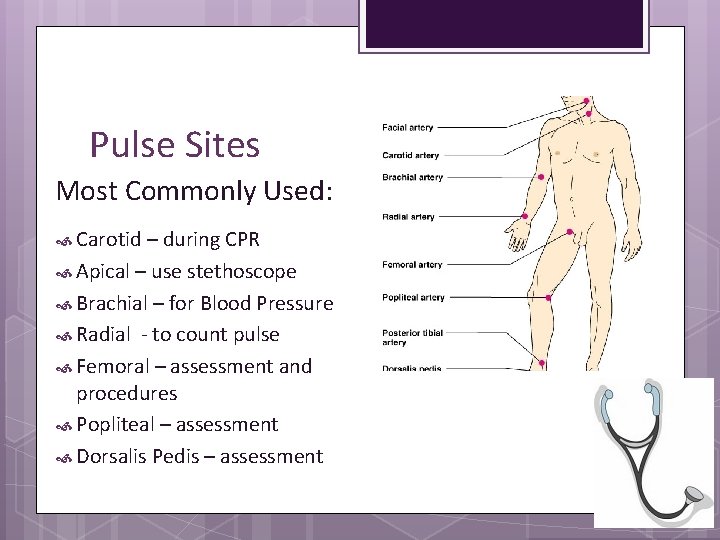 Pulse Sites Most Commonly Used: Carotid – during CPR Apical – use stethoscope Brachial