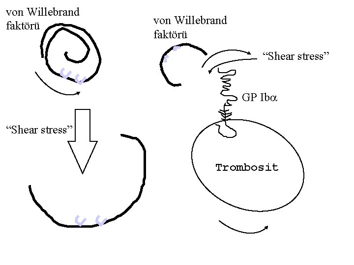 von Willebrand faktörü “Shear stress” GP Iba “Shear stress” Trombosit 