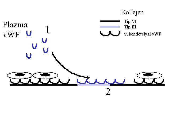 Kollajen Plazma v. WF Tip VI Tip III Subendotelyal v. WF 1 2 