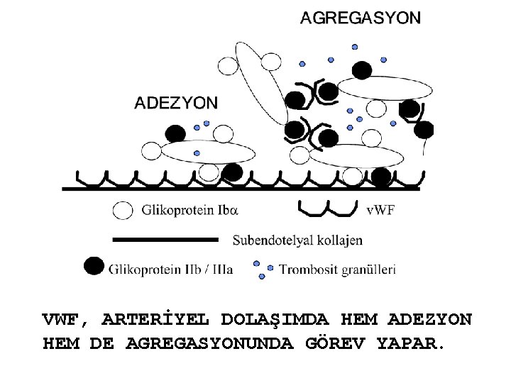 VWF, ARTERİYEL DOLAŞIMDA HEM ADEZYON HEM DE AGREGASYONUNDA GÖREV YAPAR. 