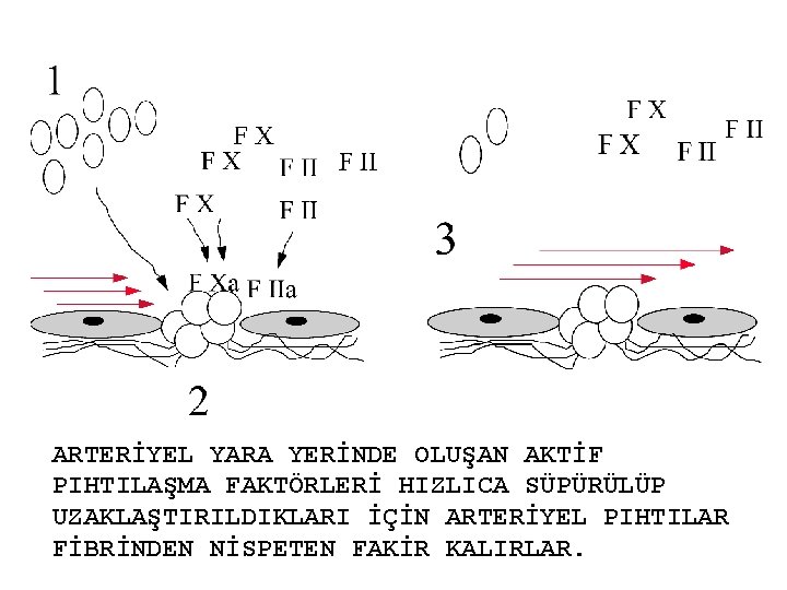 ARTERİYEL YARA YERİNDE OLUŞAN AKTİF PIHTILAŞMA FAKTÖRLERİ HIZLICA SÜPÜRÜLÜP UZAKLAŞTIRILDIKLARI İÇİN ARTERİYEL PIHTILAR FİBRİNDEN