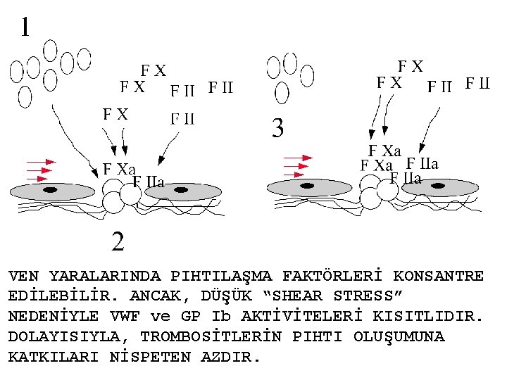 VEN YARALARINDA PIHTILAŞMA FAKTÖRLERİ KONSANTRE EDİLEBİLİR. ANCAK, DÜŞÜK “SHEAR STRESS” NEDENİYLE VWF ve GP