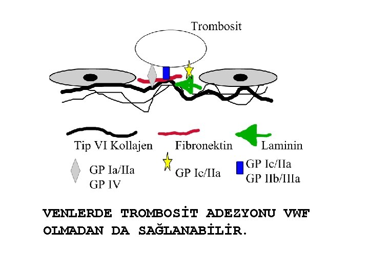 VENLERDE TROMBOSİT ADEZYONU VWF OLMADAN DA SAĞLANABİLİR. 