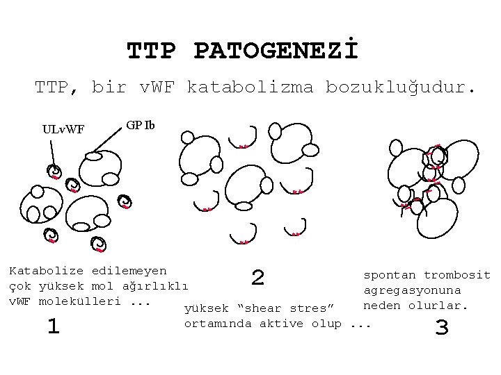 TTP PATOGENEZİ TTP, bir v. WF katabolizma bozukluğudur. ULv. WF GP Ib 2 Katabolize