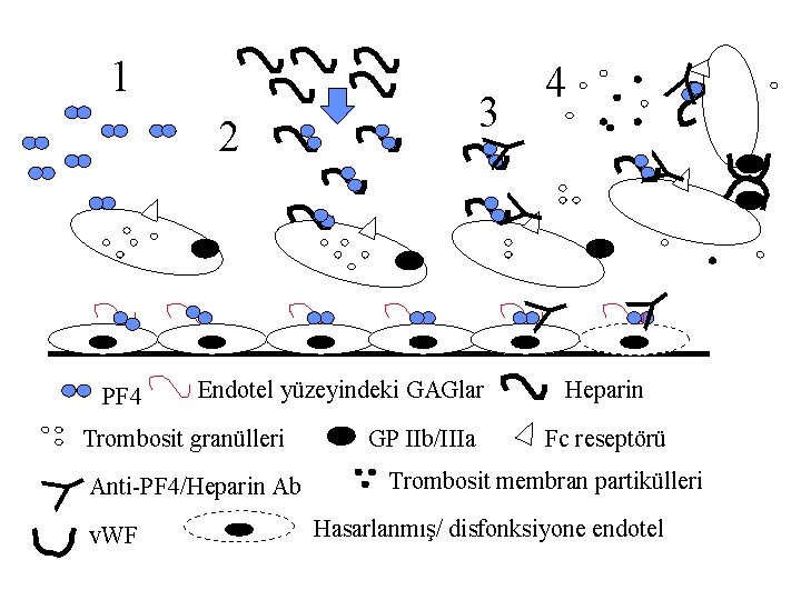 Y Y 2 4 PF 4 Endotel yüzeyindeki GAGlar Y Trombosit granülleri Anti-PF 4/Heparin