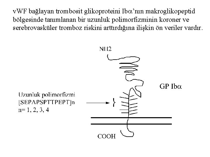 v. WF bağlayan trombosit glikoproteini Iba’nın makroglikopeptid bölgesinde tanımlanan bir uzunluk polimorfizminin koroner ve