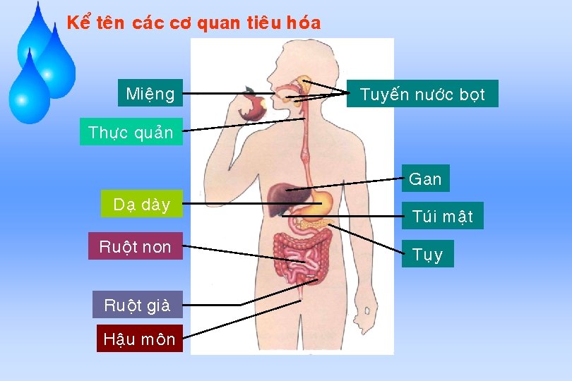 Keå teân caùc cô quan tieâu hoùa Mieäng Tuyeán nöôùc boït Thöïc quaûn Gan