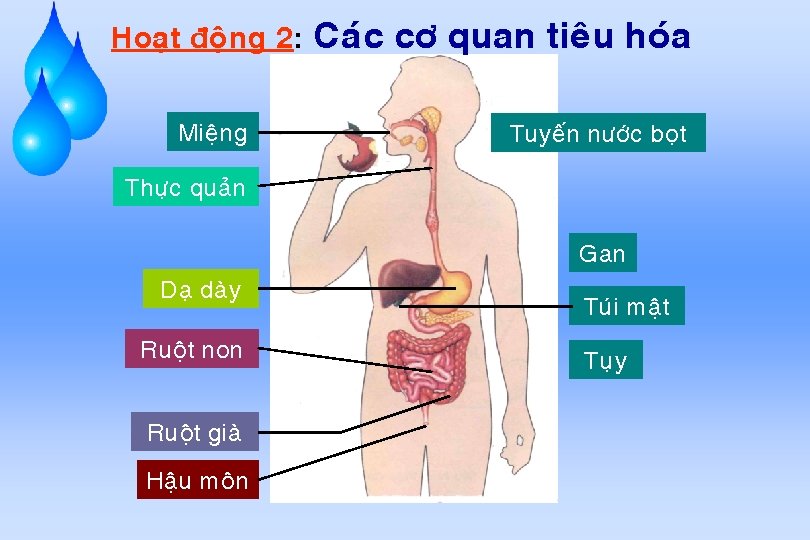 Hoaït ñoäng 2: Mieäng Caùc cô quan tieâu hoùa Tuyeán nöôùc boït Thöïc quaûn