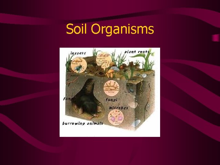 Soil Organisms 