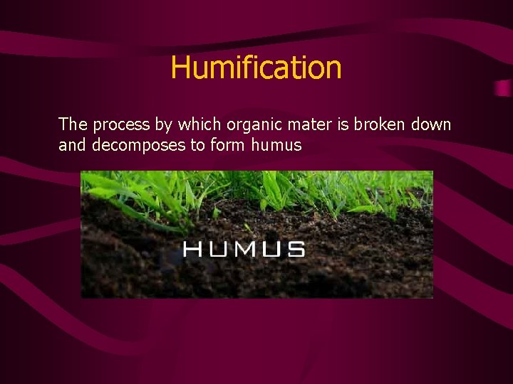 Humification The process by which organic mater is broken down and decomposes to form