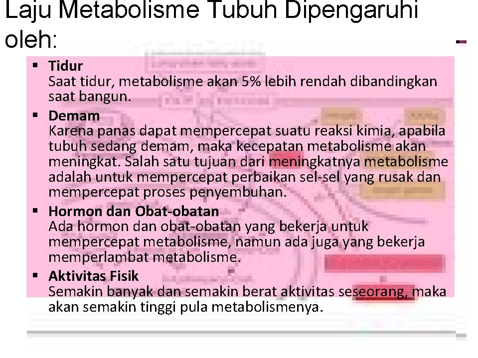 Laju Metabolisme Tubuh Dipengaruhi oleh: § Tidur Saat tidur, metabolisme akan 5% lebih rendah