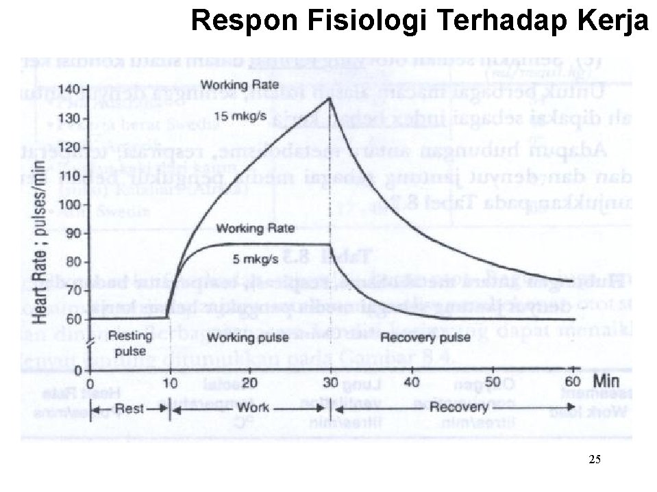 Respon Fisiologi Terhadap Kerja 25 