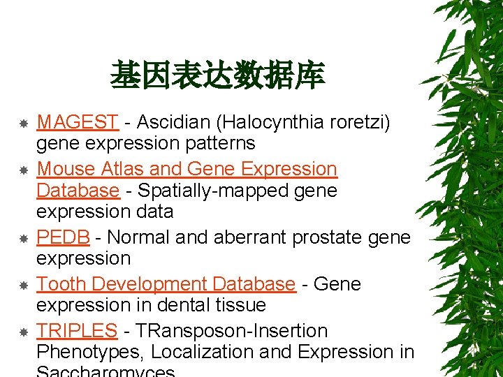 基因表达数据库 MAGEST - Ascidian (Halocynthia roretzi) gene expression patterns Mouse Atlas and Gene Expression