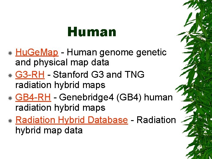 Human Hu. Ge. Map - Human genome genetic and physical map data G 3