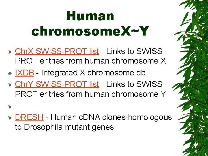 Human chromosome. X~Y Chr. X SWISS-PROT list - Links to SWISSPROT entries from human