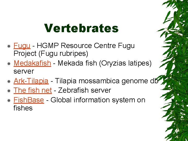 Vertebrates Fugu - HGMP Resource Centre Fugu Project (Fugu rubripes) Medakafish - Mekada fish