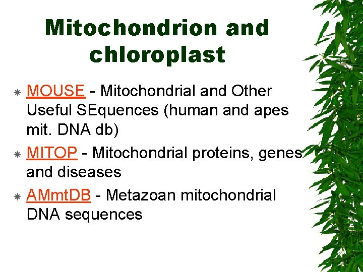 Mitochondrion and chloroplast MOUSE - Mitochondrial and Other Useful SEquences (human and apes mit.