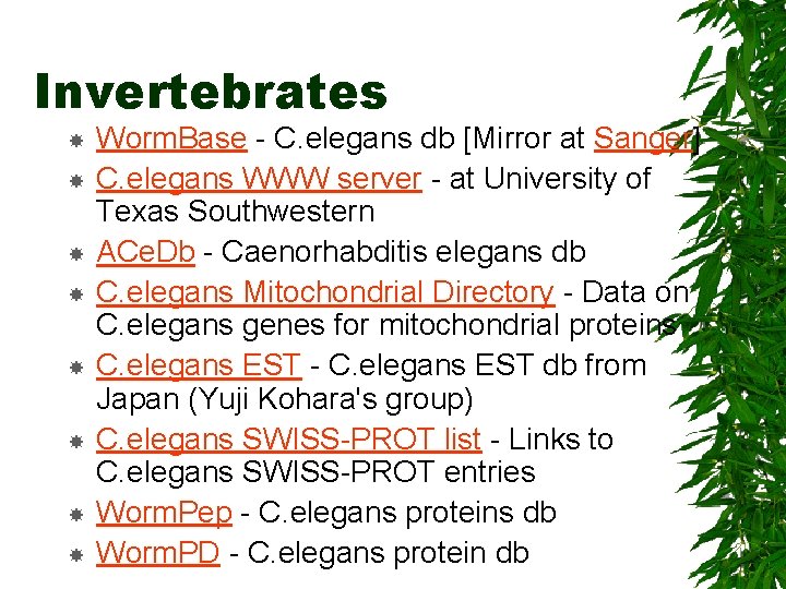 Invertebrates Worm. Base - C. elegans db [Mirror at Sanger] C. elegans WWW server