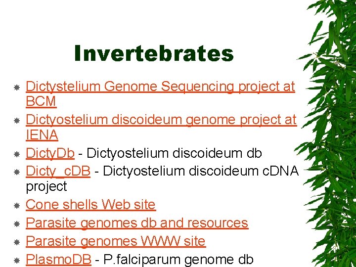 Invertebrates Dictystelium Genome Sequencing project at BCM Dictyostelium discoideum genome project at IENA Dicty.