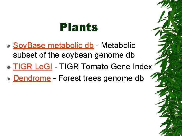 Plants Soy. Base metabolic db - Metabolic subset of the soybean genome db TIGR
