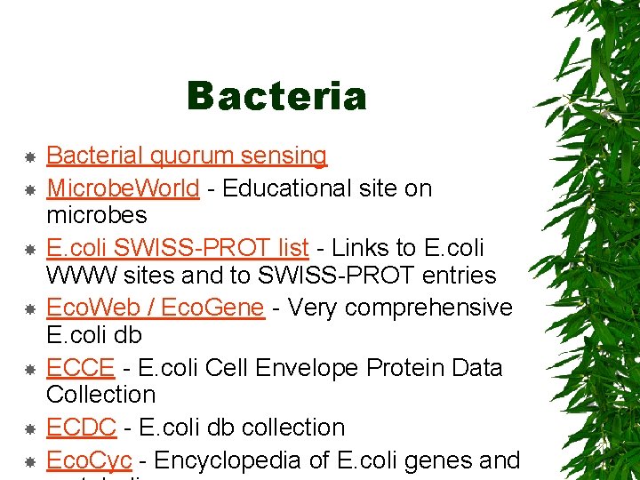 Bacteria Bacterial quorum sensing Microbe. World - Educational site on microbes E. coli SWISS-PROT