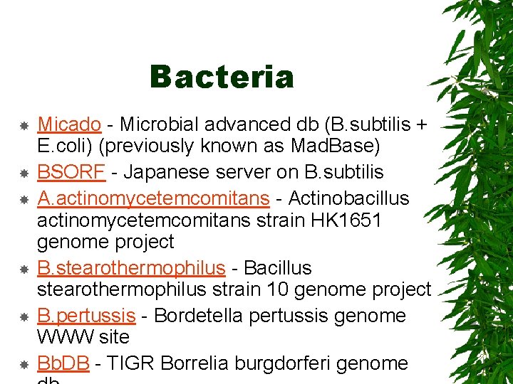 Bacteria Micado - Microbial advanced db (B. subtilis + E. coli) (previously known as