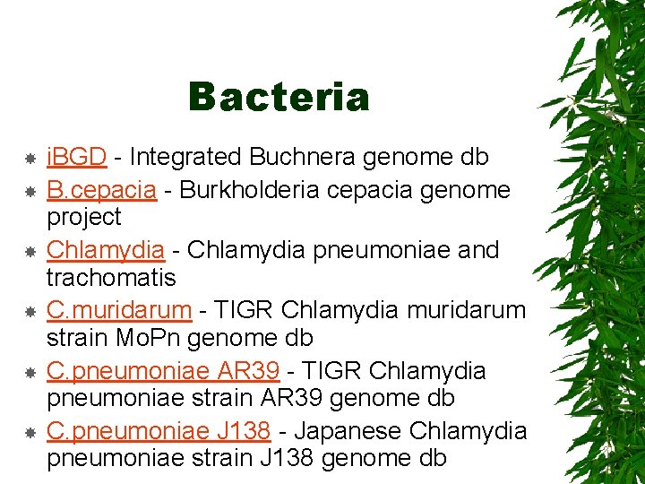 Bacteria i. BGD - Integrated Buchnera genome db B. cepacia - Burkholderia cepacia genome