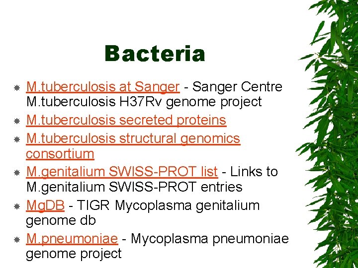 Bacteria M. tuberculosis at Sanger - Sanger Centre M. tuberculosis H 37 Rv genome