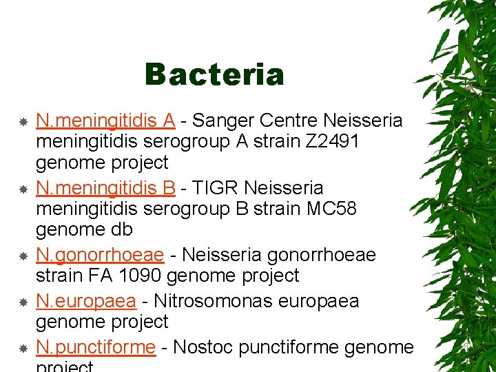 Bacteria N. meningitidis A - Sanger Centre Neisseria meningitidis serogroup A strain Z 2491