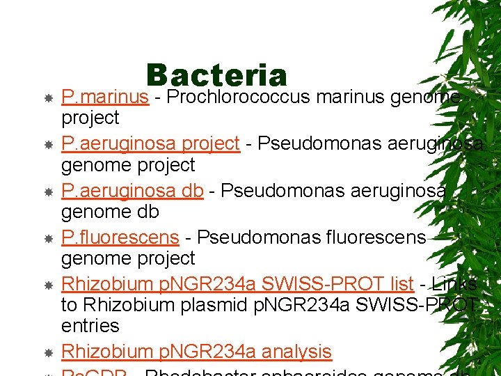  Bacteria P. marinus - Prochlorococcus marinus genome project P. aeruginosa project - Pseudomonas