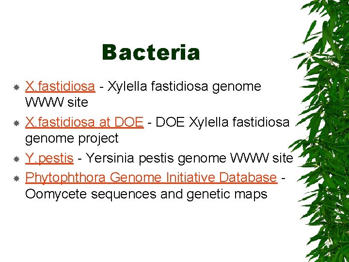 Bacteria X. fastidiosa - Xylella fastidiosa genome WWW site X. fastidiosa at DOE -